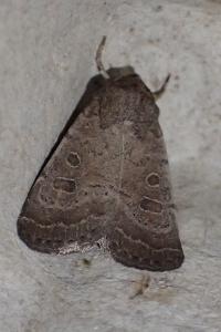 <i>Hoplodrina blanda</i>