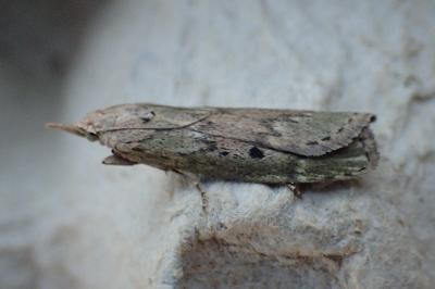 <i>Aphomia sociella</i>