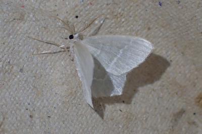 <i>Jodis lactearia</i>