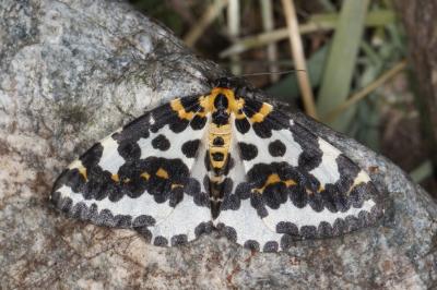 <i>Abraxas grossulariata</i>