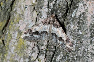 <i>Agriopis leucophaearia</i>