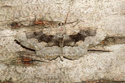 <i>Alcis repandata</i>