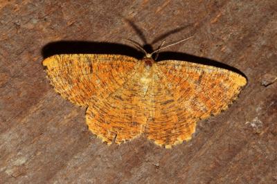 <i>Angerona prunaria</i>