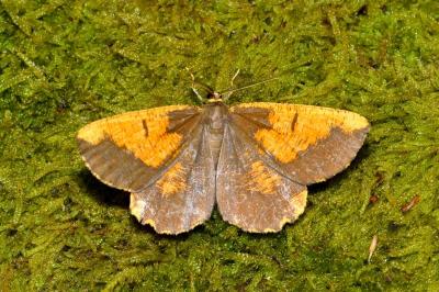 <i>Angerona prunaria</i>