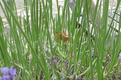 <i>Selenia lunularia</i>
