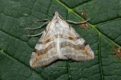 <i>Aplocera efformata</i>