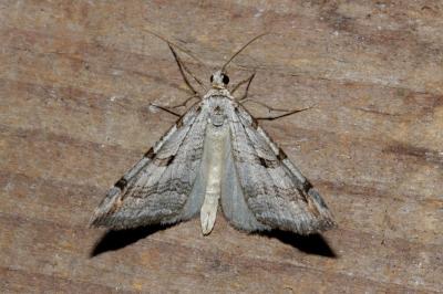 <i>Aplocera plagiata</i>