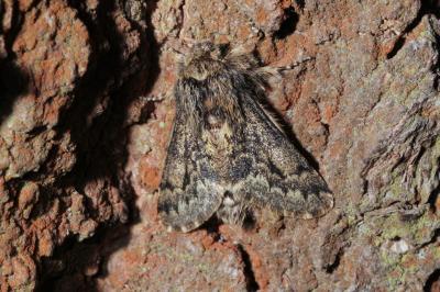 <i>Apocheima hispidaria</i>