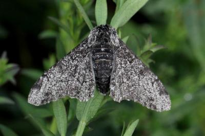 <i>Biston betularia</i>