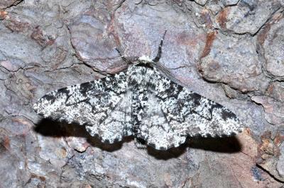 <i>Biston betularia</i>
