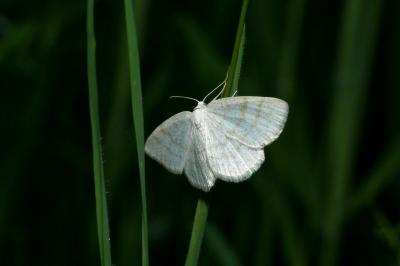 <i>Cabera exanthemata</i>