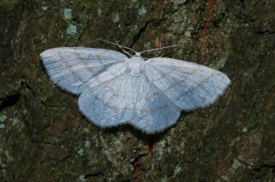 <i>Cabera pusaria</i>