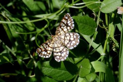 <i>Chiasmia clathrata</i>