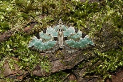 <i>Colostygia pectinataria</i>