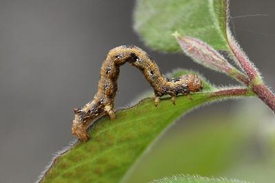 <i>Colotois pennaria</i>