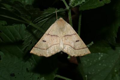 <i>Crocallis elinguaria</i>