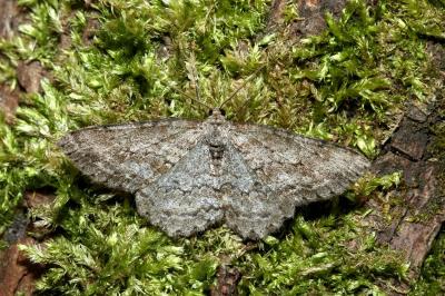 Ectropis crepuscularia