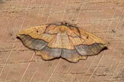 Epione repandaria