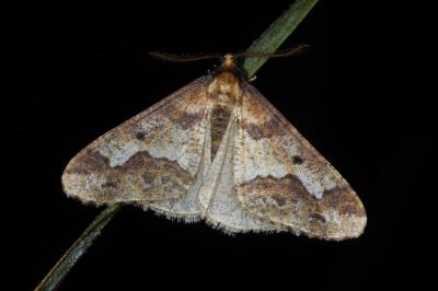 Erannis defoliaria