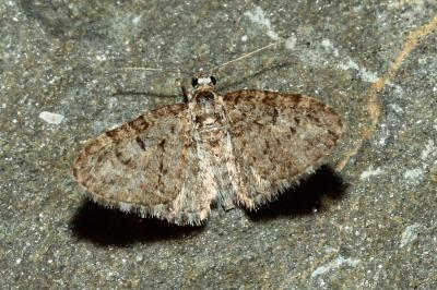 <i>Eupithecia dodoneata</i>