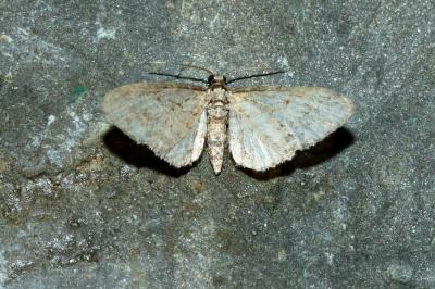 <i>Eupithecia inturbata</i>