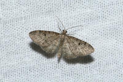 <i>Eupithecia virgaureata</i>