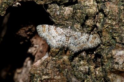 <i>Gymnoscelis rufifasciata</i>