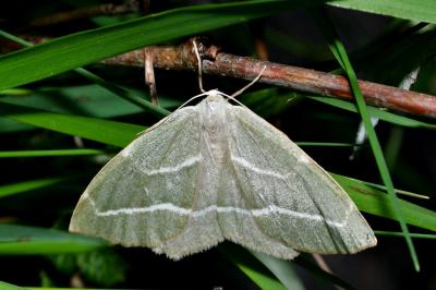 <i>Hylaea fasciaria</i>