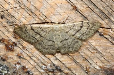 <i>Idaea aversata</i>