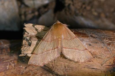 <i>Colotois pennaria</i>