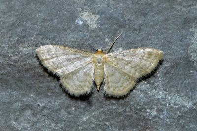 <i>Idaea dilutaria</i>