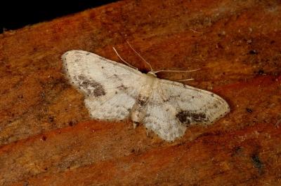 <i>Idaea dimidiata</i>