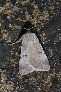 <i>Lygephila craccae</i>