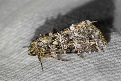 <i>Callopistria latreillei</i>
