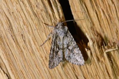 <i>Dryobotodes eremita</i>