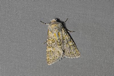 <i>Polymixis xanthomista</i>