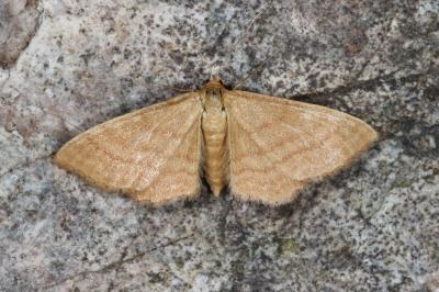 <i>Idaea ochrata</i>