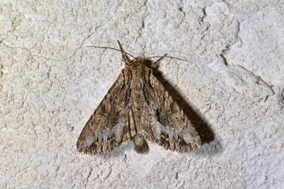 <i>Apamea monoglypha monoglypha</i>