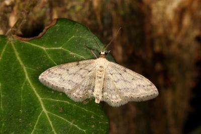 <i>Idaea seriata</i>