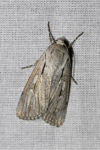 <i>Dichagyris candelisequa</i>
