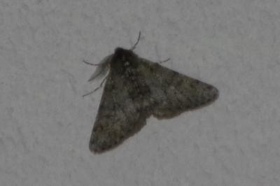 <i>Phigalia pilosaria</i>