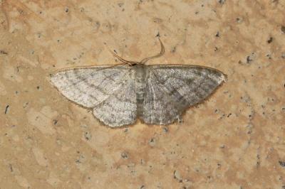 <i>Idaea subsericeata</i>