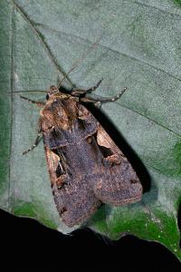 <i>Xestia c-nigrum</i>