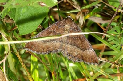 <i>Larentia clavaria</i>