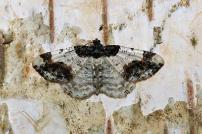 <i>Ligdia adustata</i>