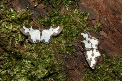 <i>Lomaspilis marginata</i>