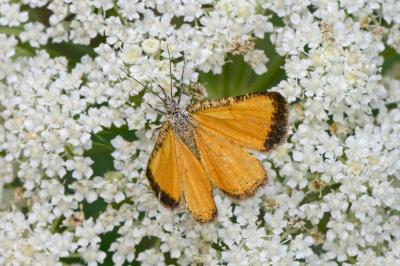 <i>Isturgia limbaria</i>