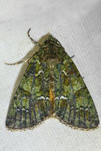 <i>Polyphaenis sericata</i>