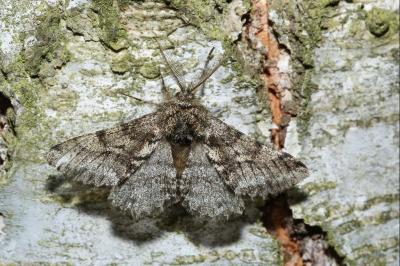 <i>Lycia hirtaria</i>