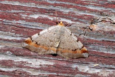 <i>Macaria liturata</i>